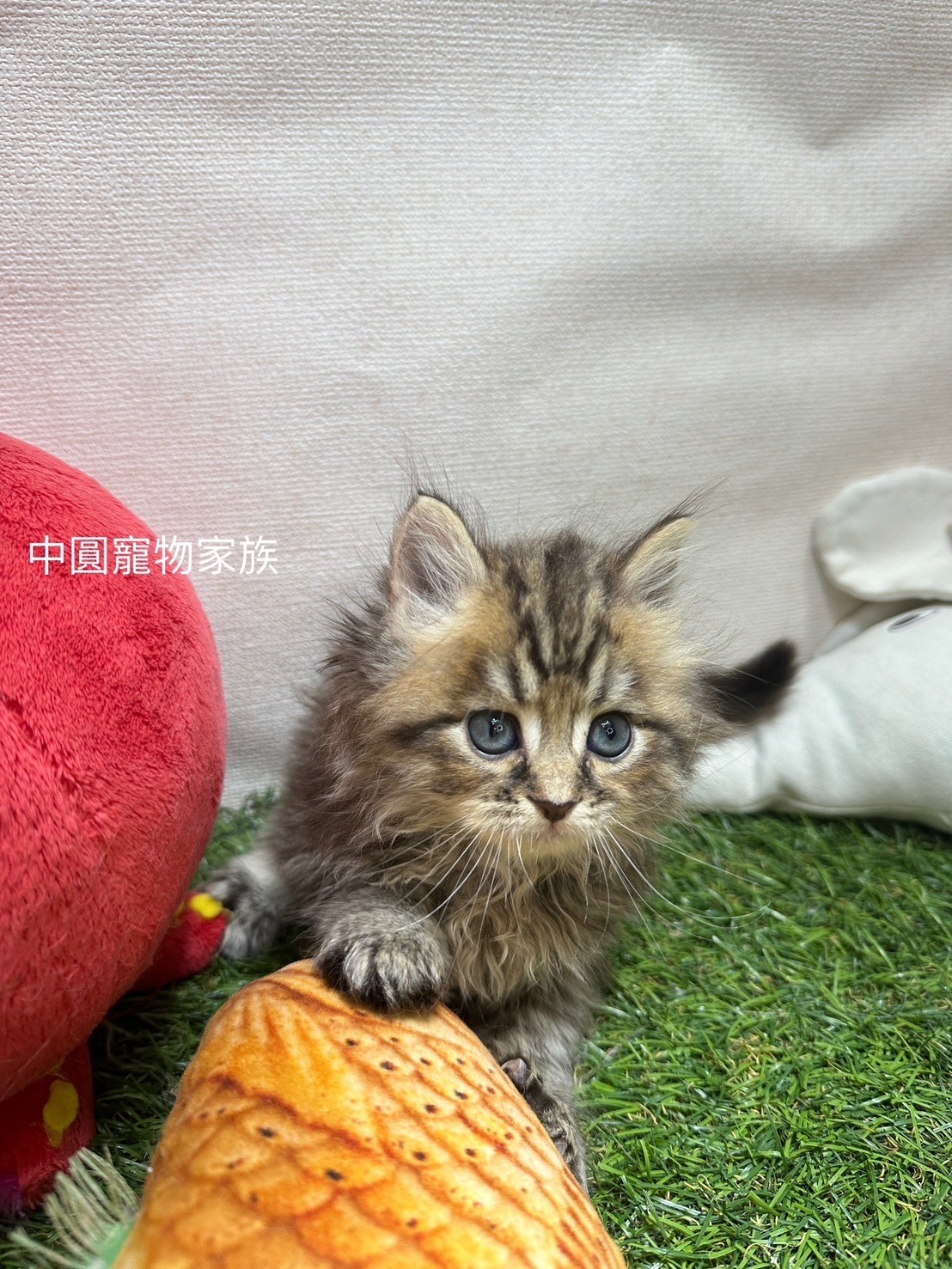 中圓寵物家族／黃金色金吉拉