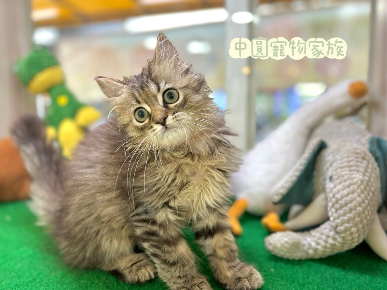 中圓寵物家族／黃金色金吉拉