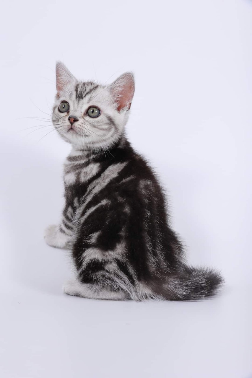 米琪蘇貓舍／銀白古典虎斑紋美國短毛貓