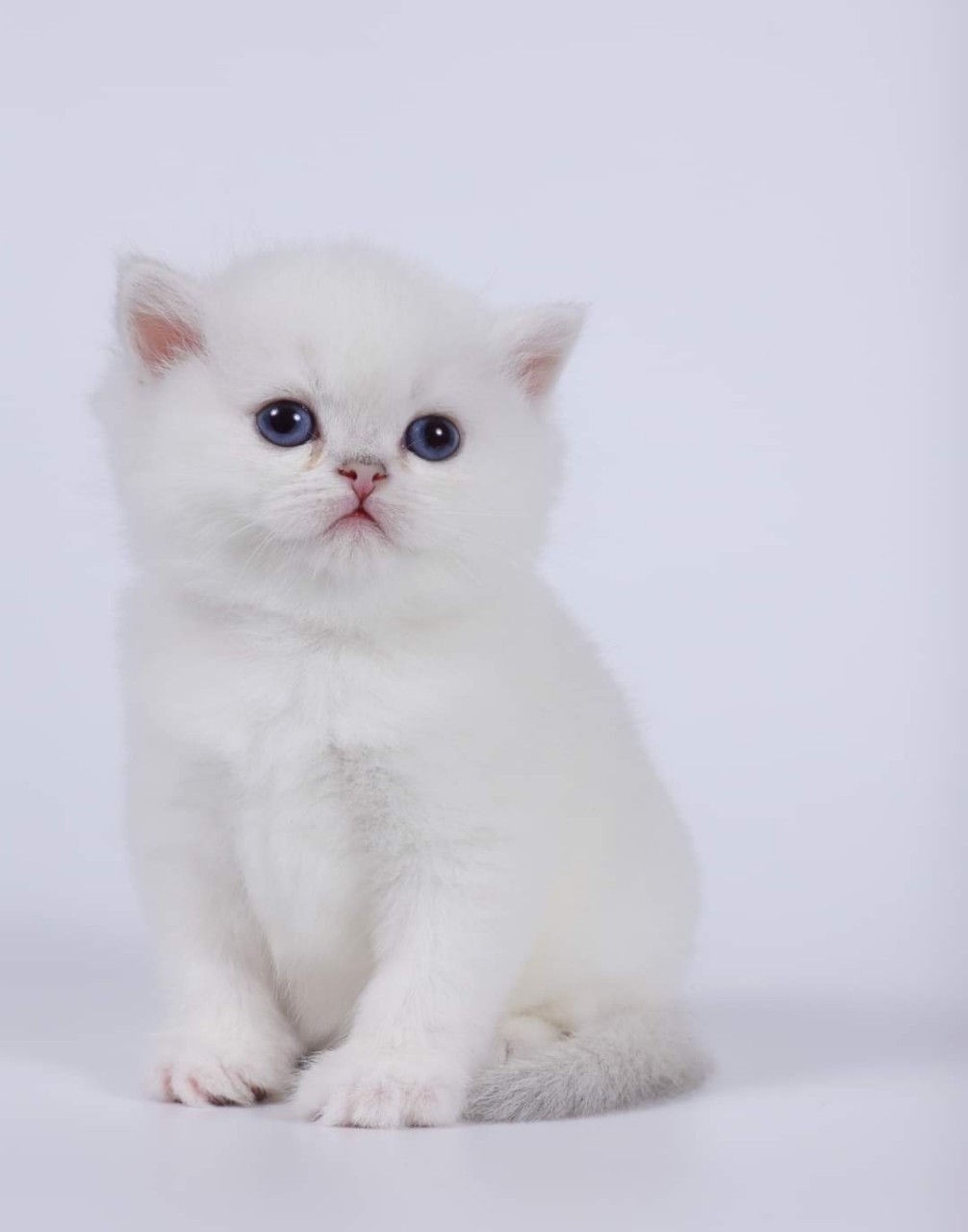 米琪蘇貓舍／銀點英國短毛貓