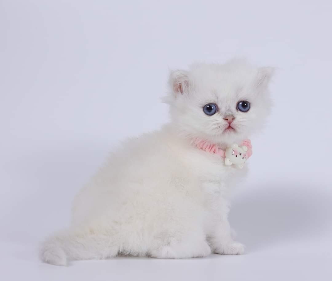 米琪蘇貓舍／藍銀點英國長毛貓