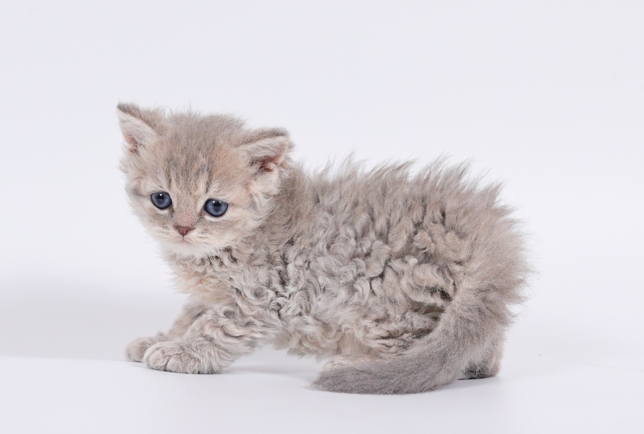 米琪蘇貓舍／藍銀漸層賽爾凱特羊毛貓