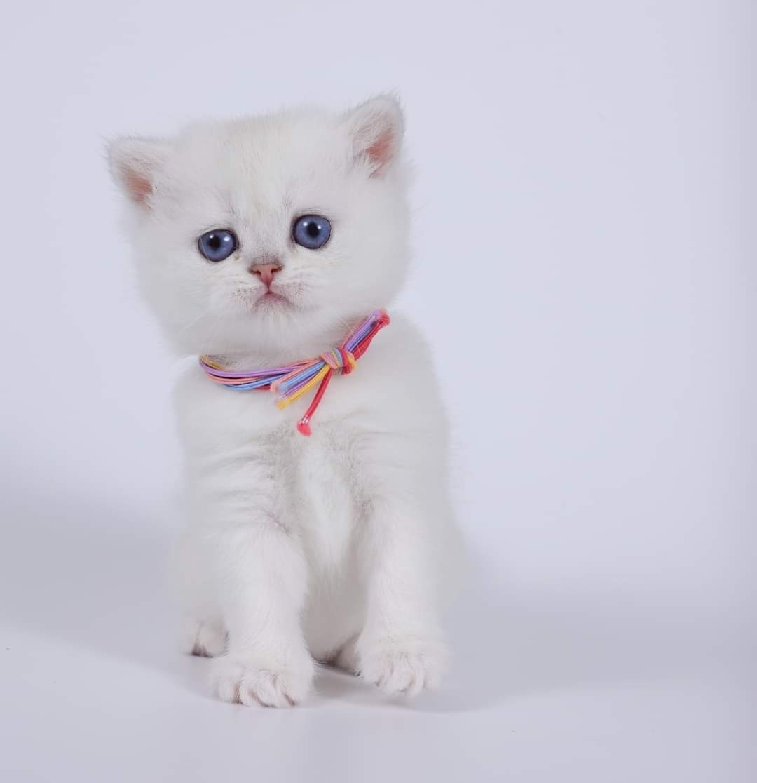 米琪蘇貓舍／銀點英國短毛貓