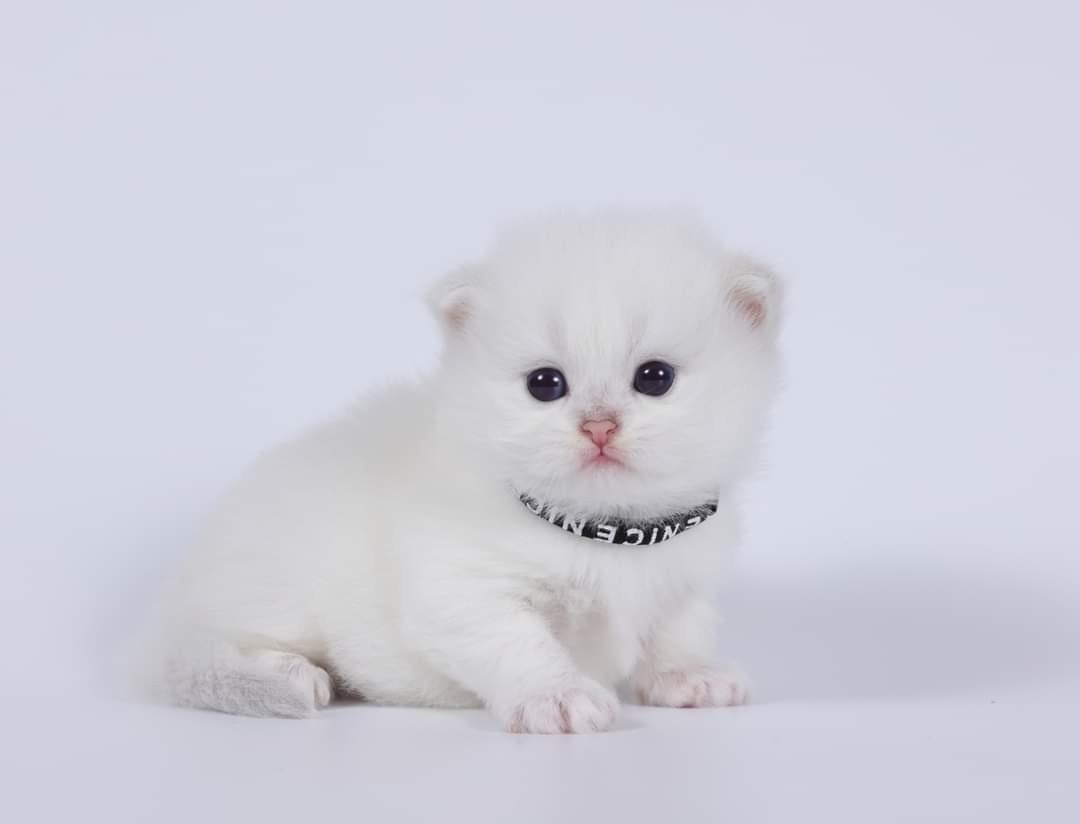 米琪蘇貓舍／銀點英國長毛貓