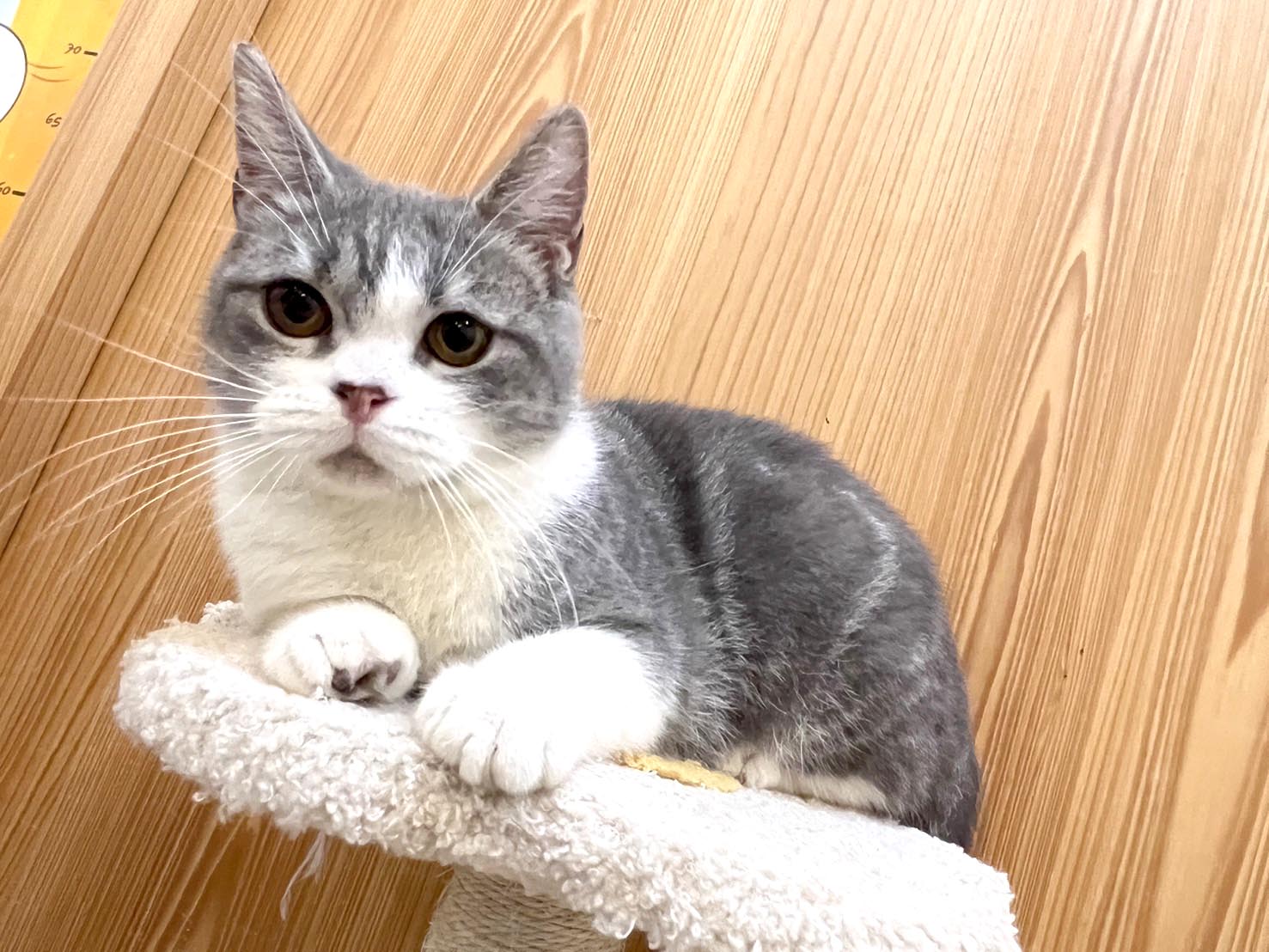 貓咪派對／加白美國短毛貓