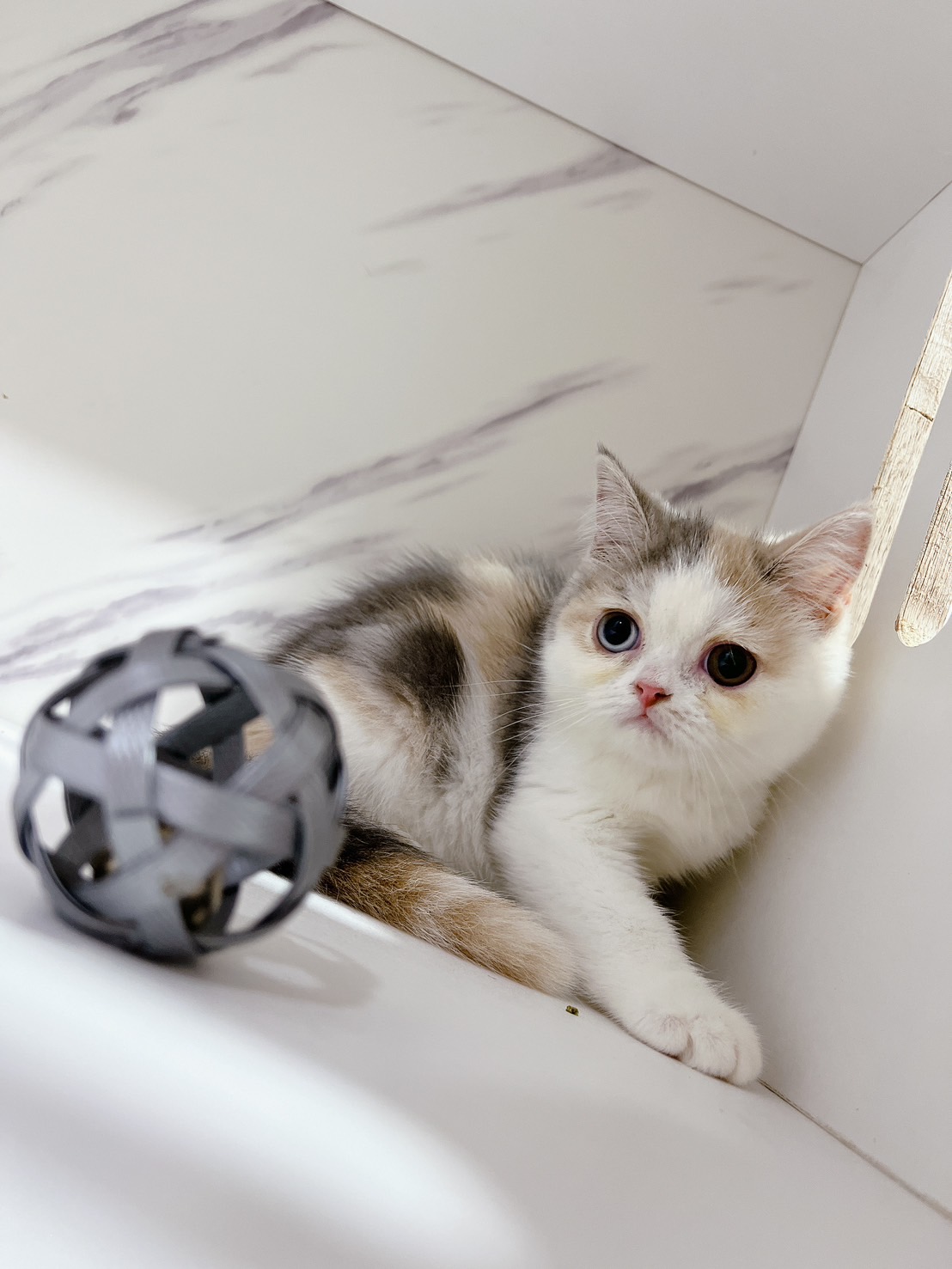 布魯斯貓舍／三花英國短毛貓