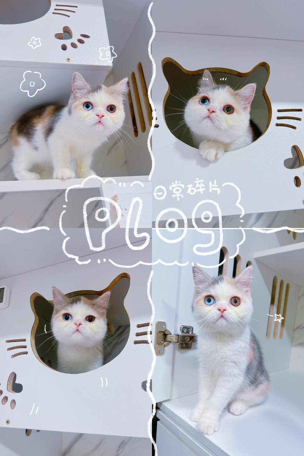 布魯斯貓舍／三花英國短毛貓