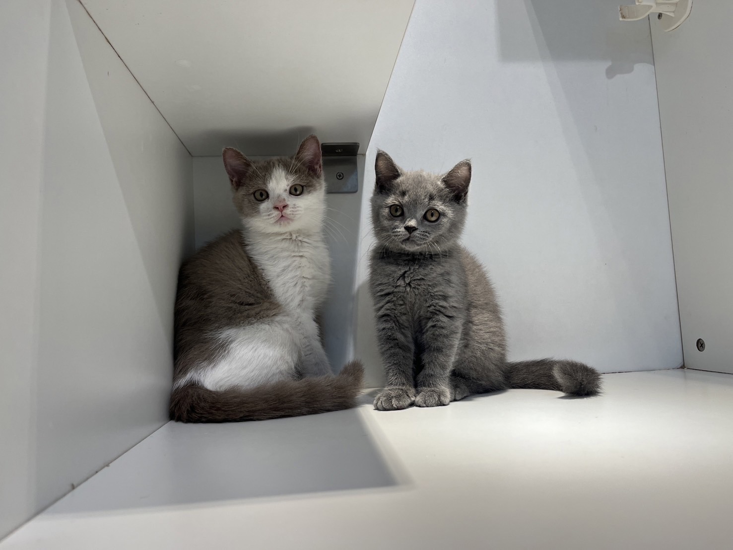 野獸派貓舍／英國短毛貓