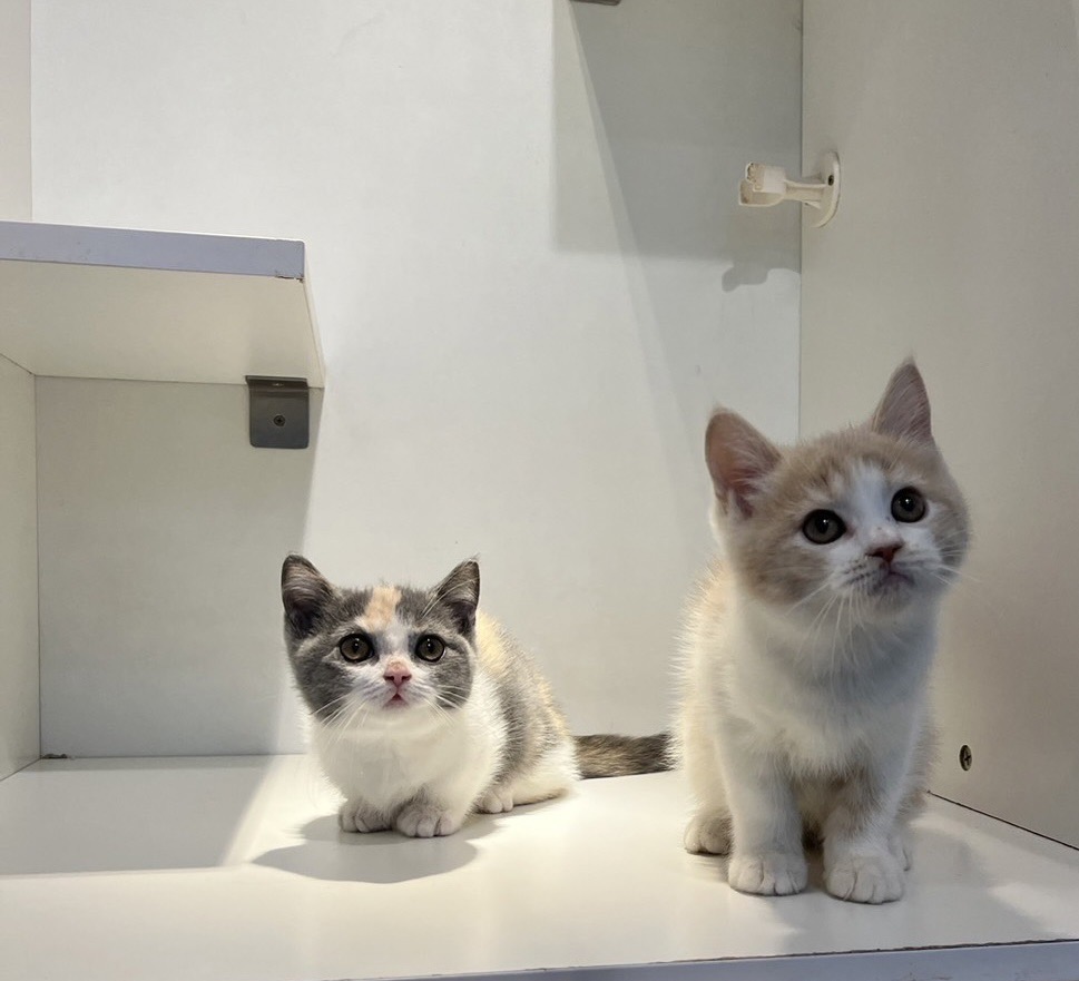 野獸派貓舍／三花賓士曼赤肯