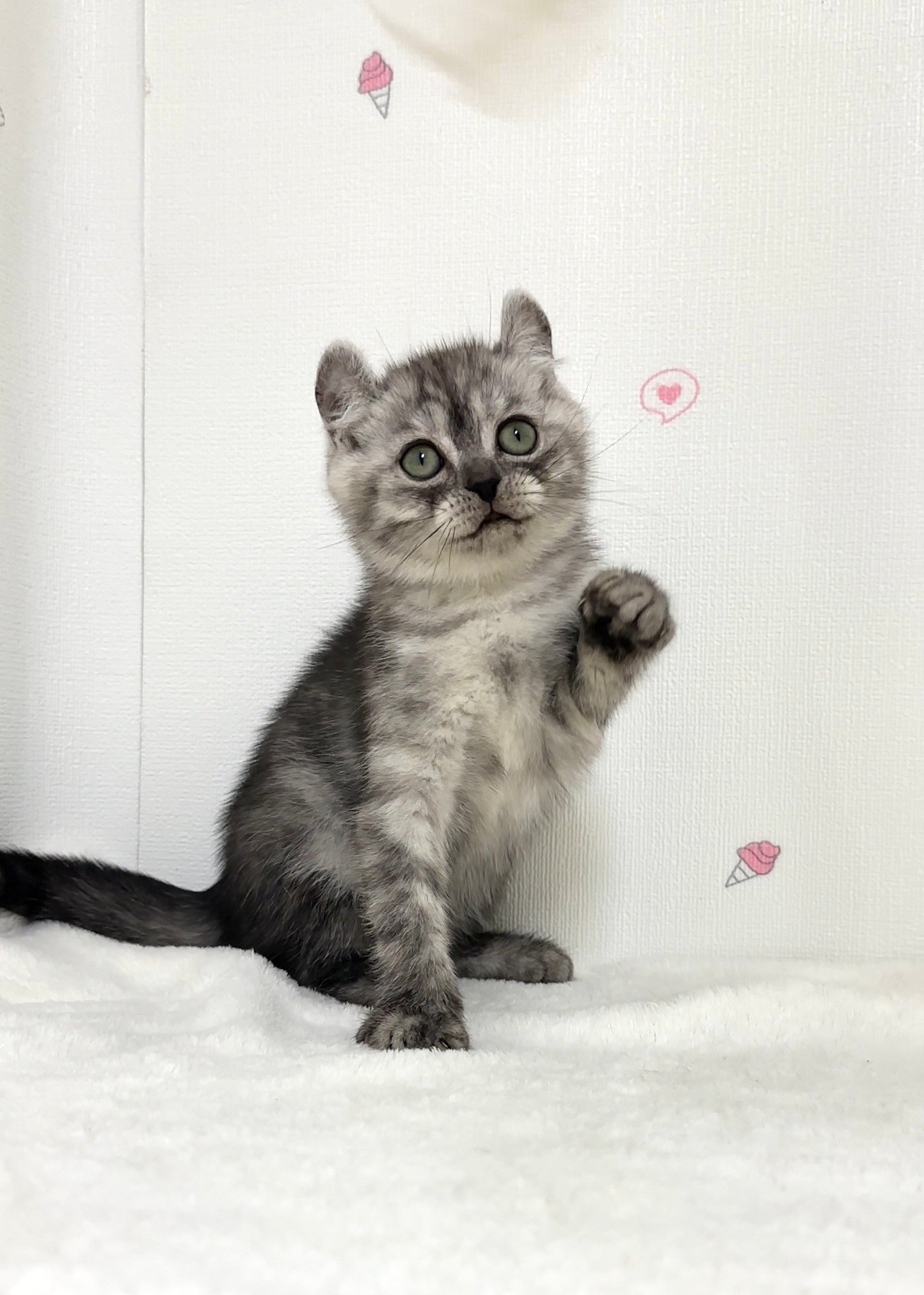 貓咪總動員館／煙燻捲耳貓