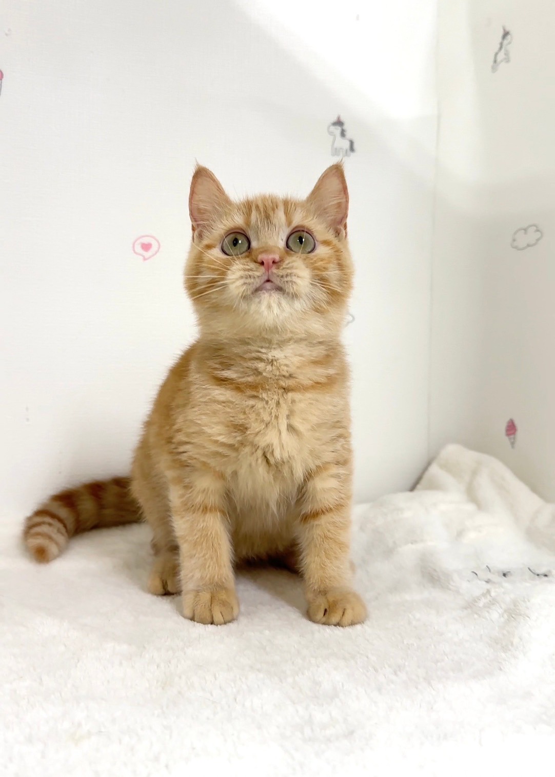 貓咪總動員館／橘紅美國短毛貓