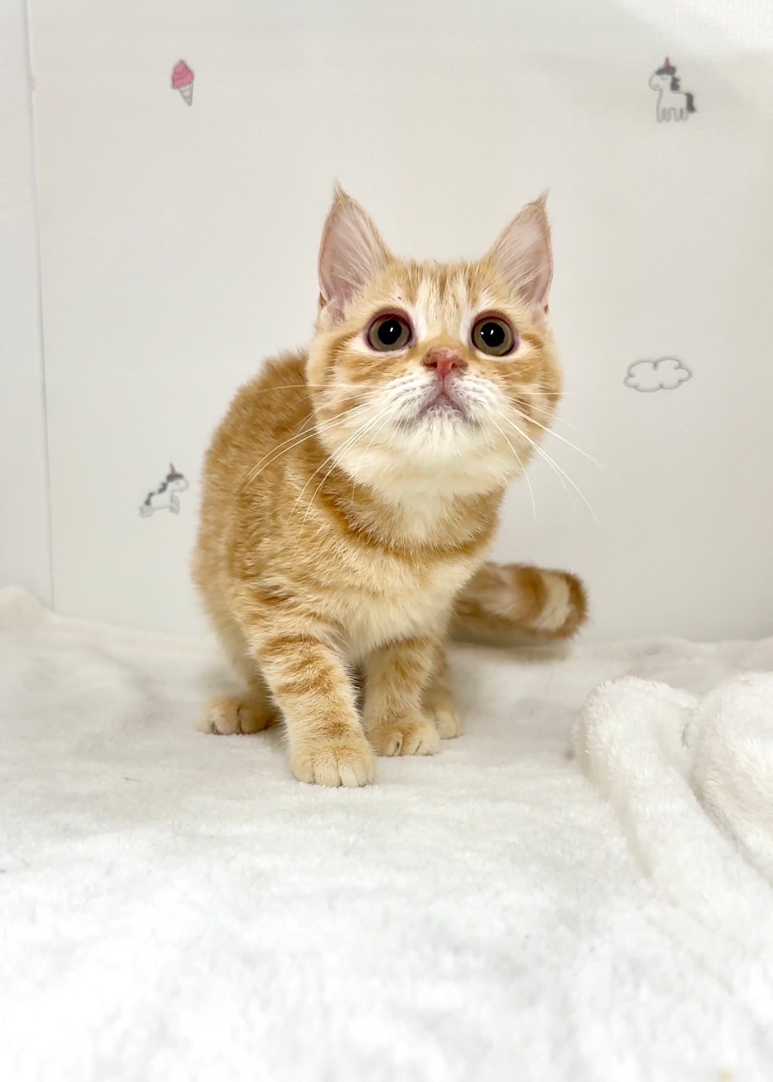 貓咪總動員館／橘紅美國短毛貓