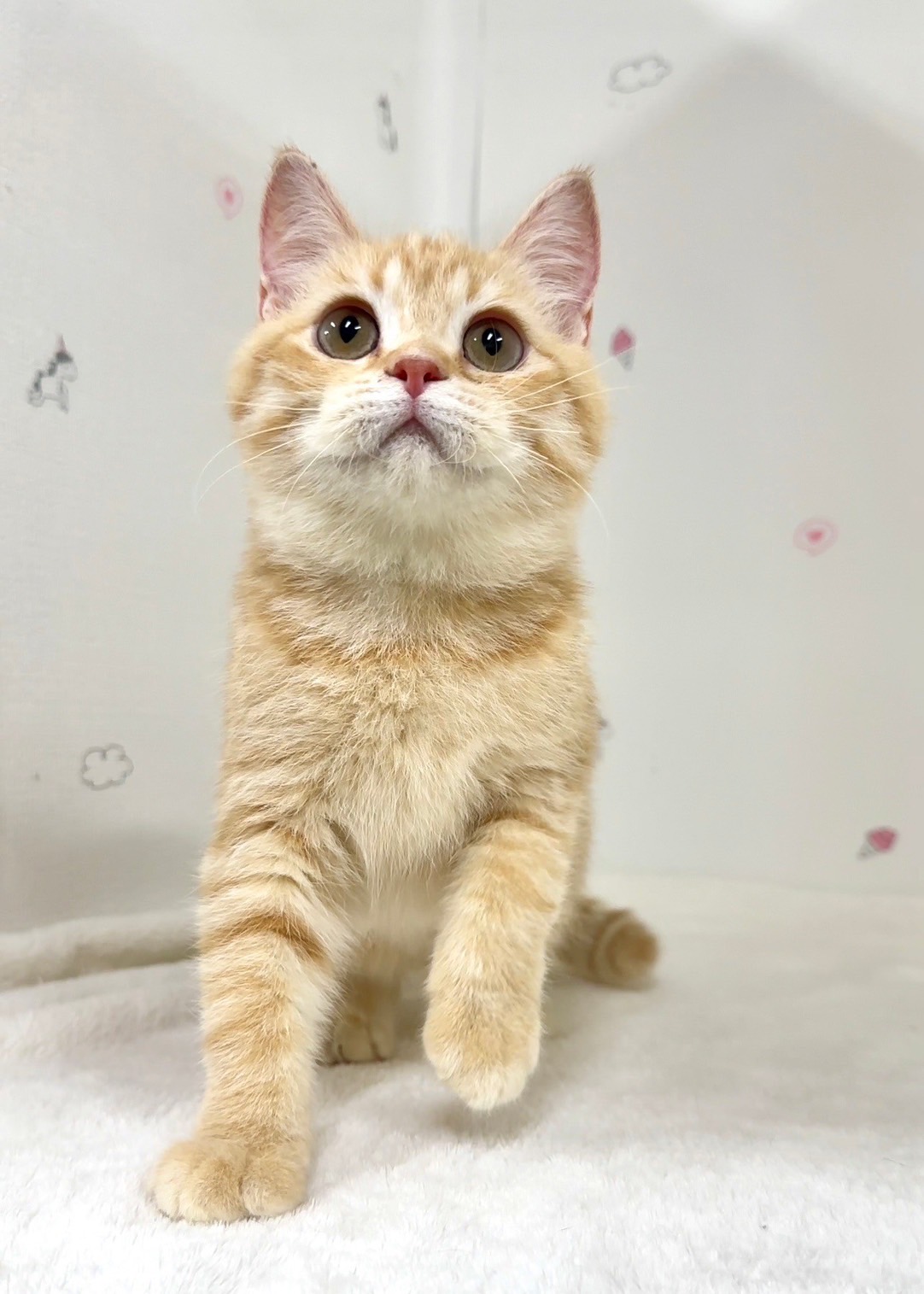 貓咪總動員館／奶油橘英國短毛貓