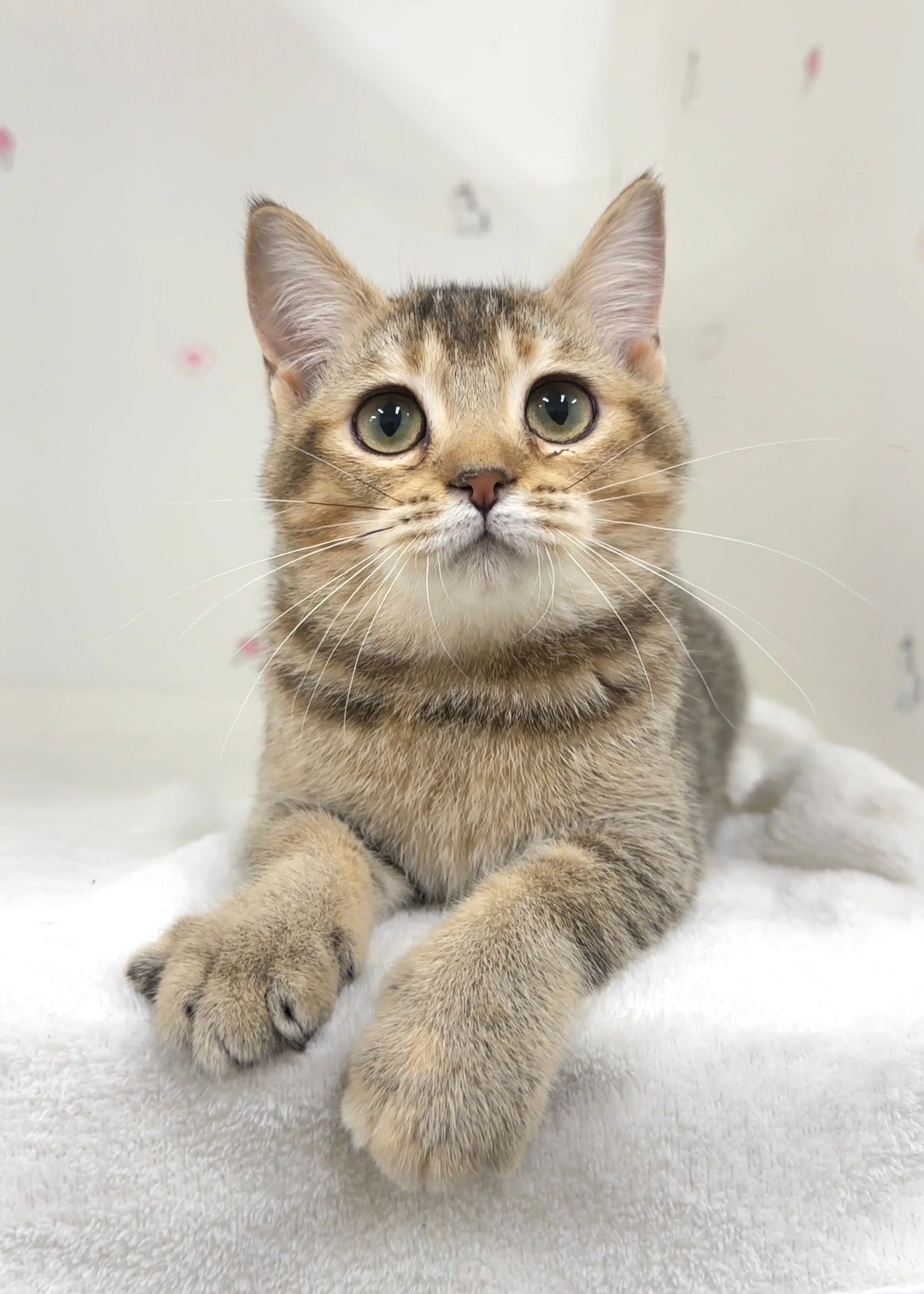 貓咪總動員館／黑金英國短毛貓