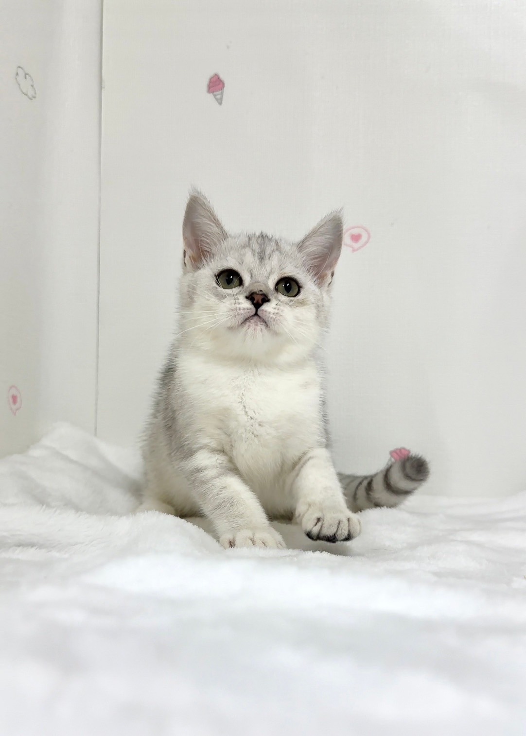 貓咪總動員館／銀漸層英國短毛貓