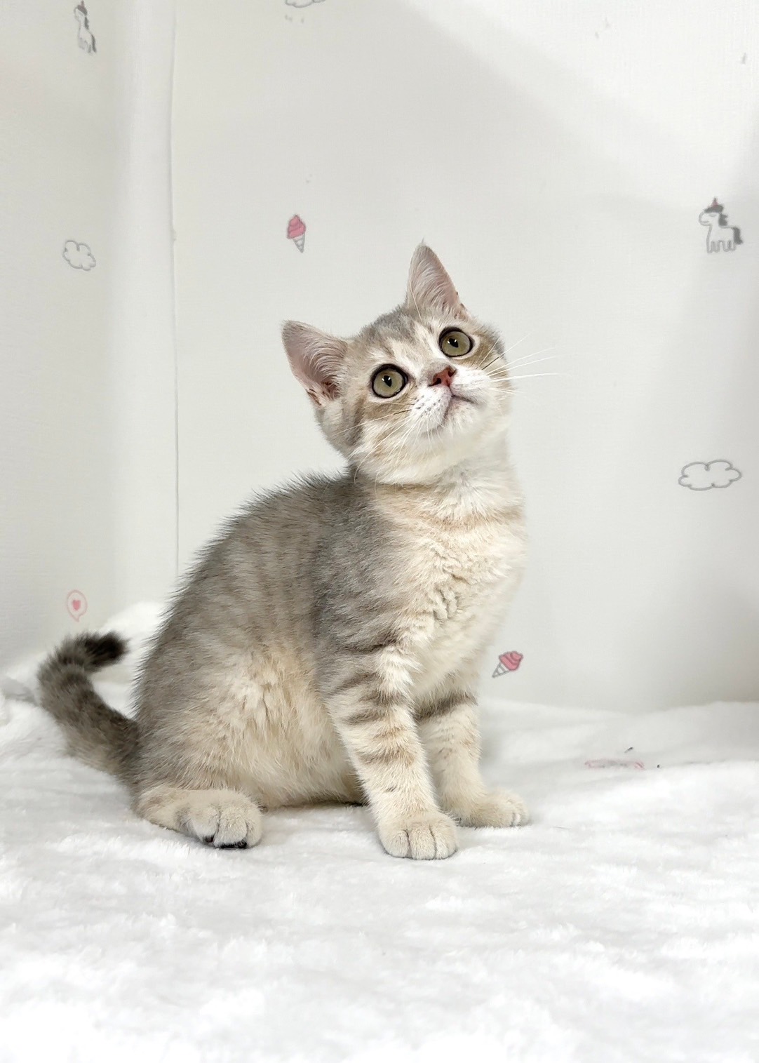 貓咪總動員館／藍金色英國短毛貓