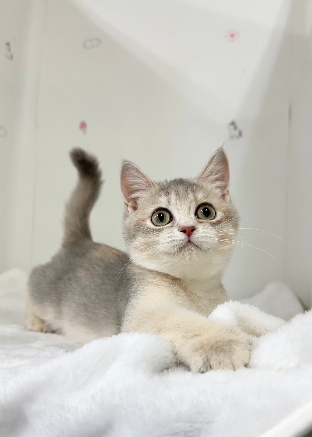 貓咪總動員館／藍金色英國短毛貓