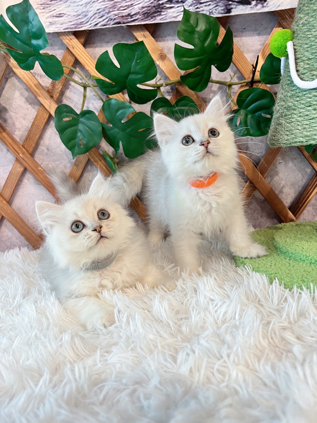 金瑟喵屋／銀白漸層金吉拉