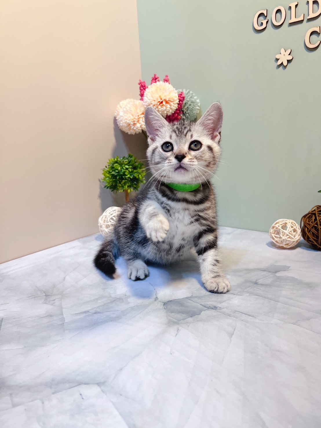 金瑟喵屋／銀白美國短毛貓