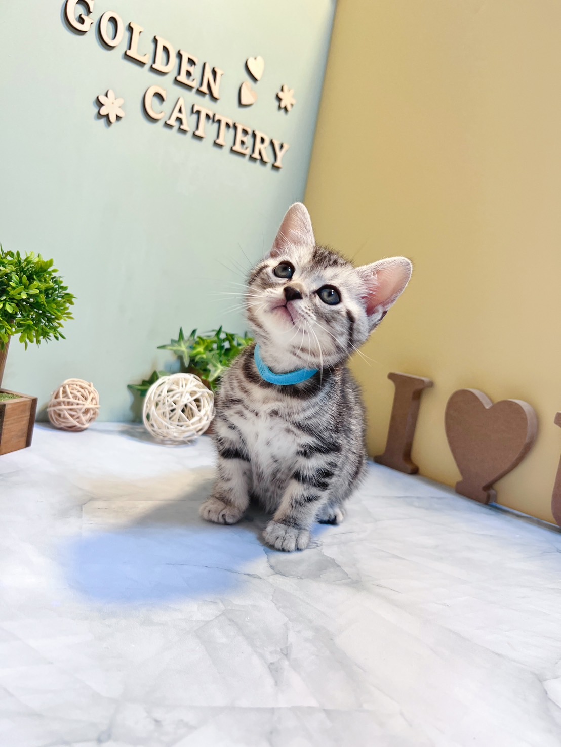 金瑟喵屋／銀白美國短毛貓