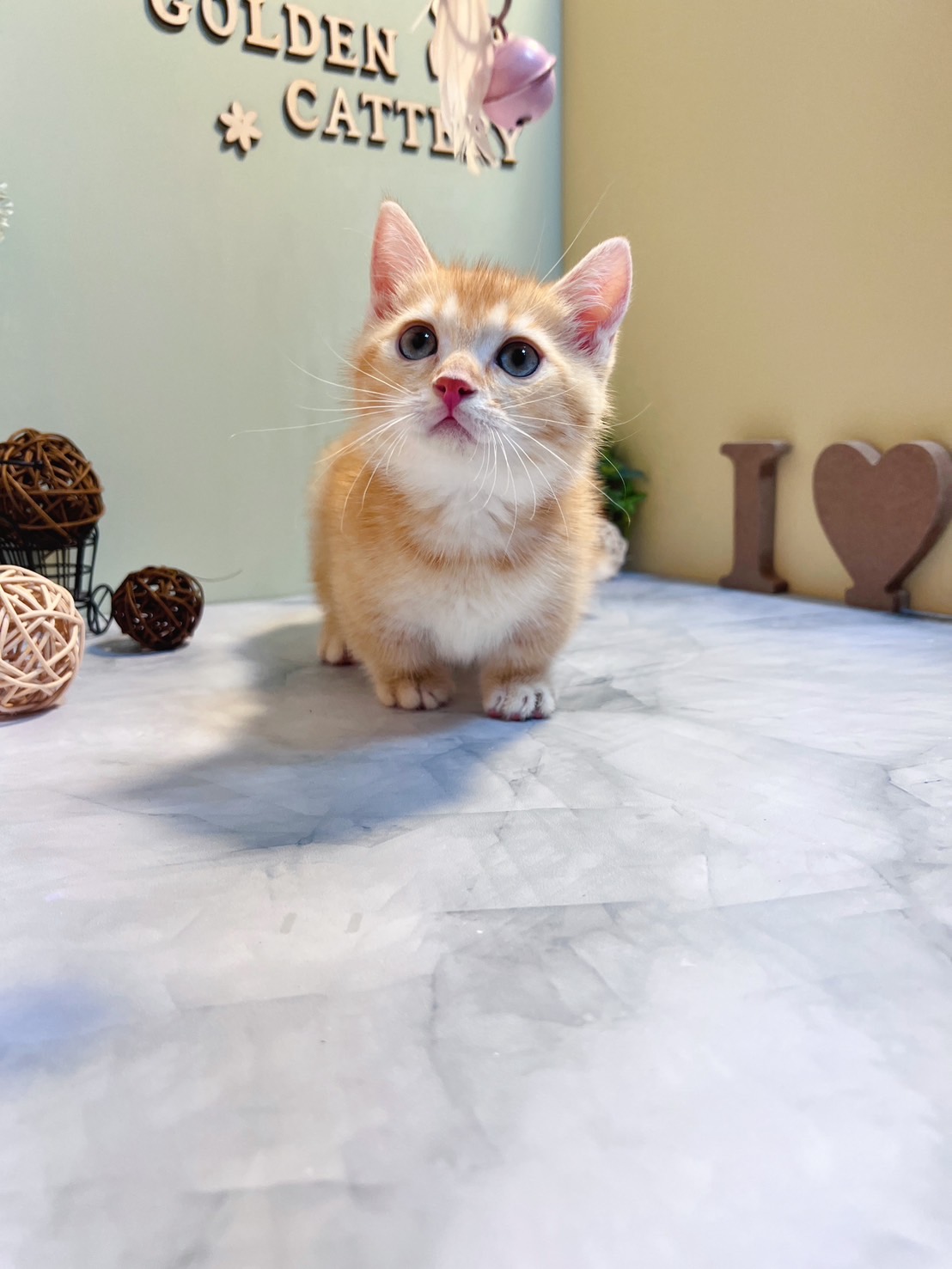 金瑟喵屋／紅金曼赤肯