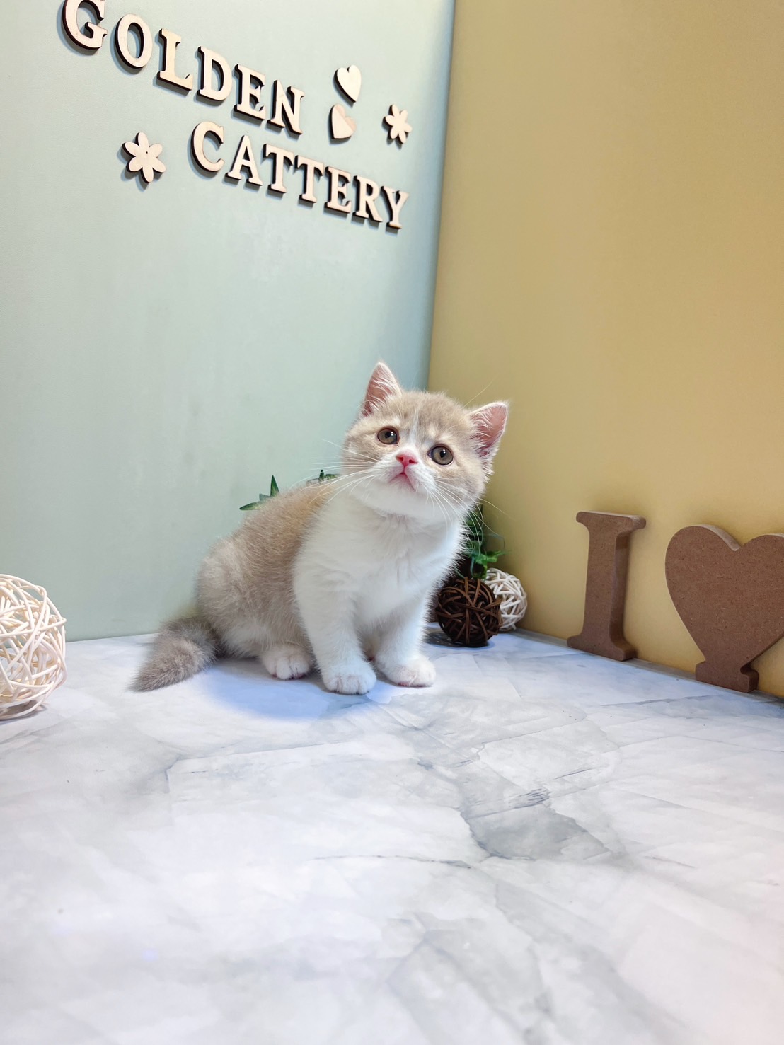 金瑟喵屋／紫丁香加白英國短毛貓