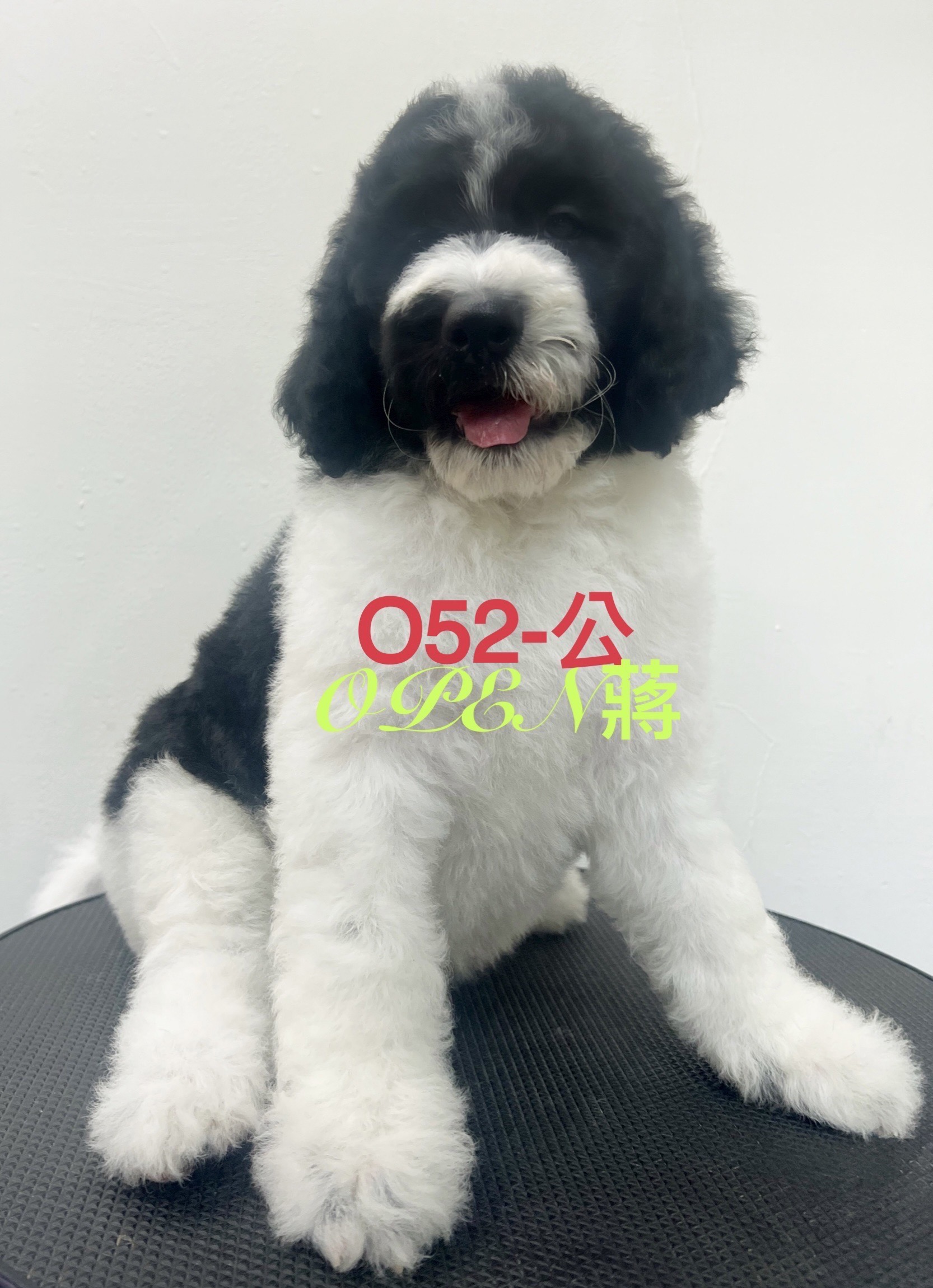 OPEN蔣犬舍／各色巨型貴賓