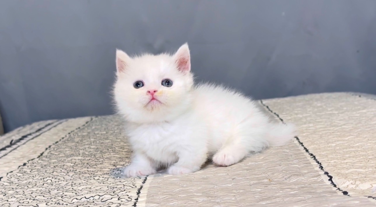 尊爵名皇／純白曼赤肯