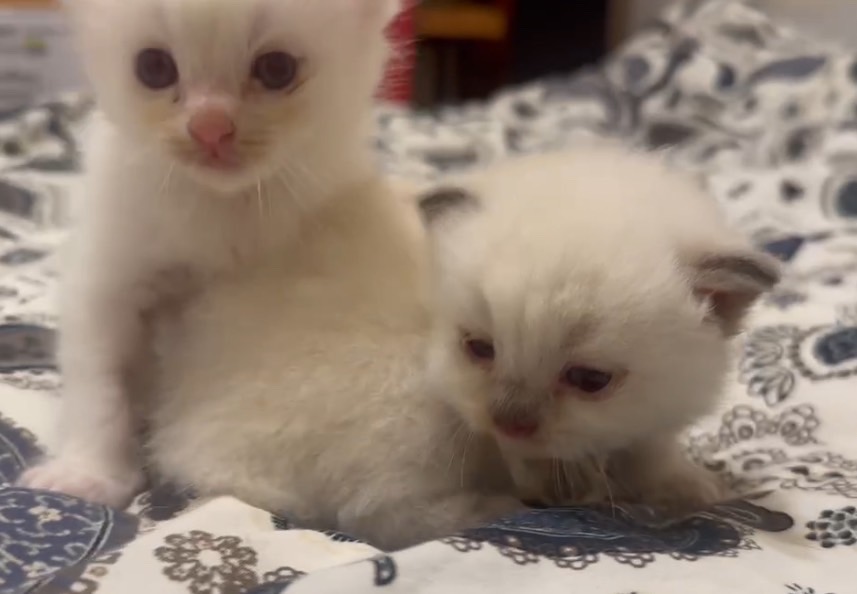 天使貓園／布偶貓