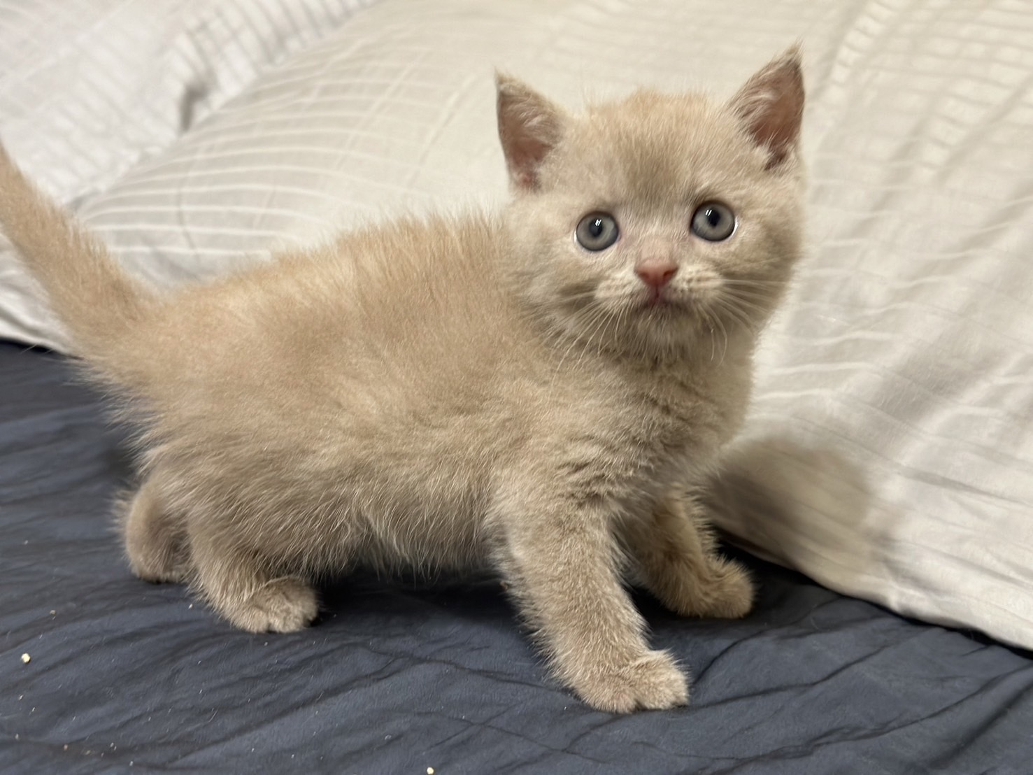 天使貓園／紫丁香英國短毛貓