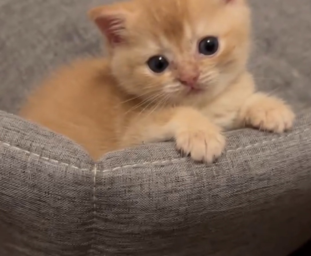 天使貓園／英國短毛貓