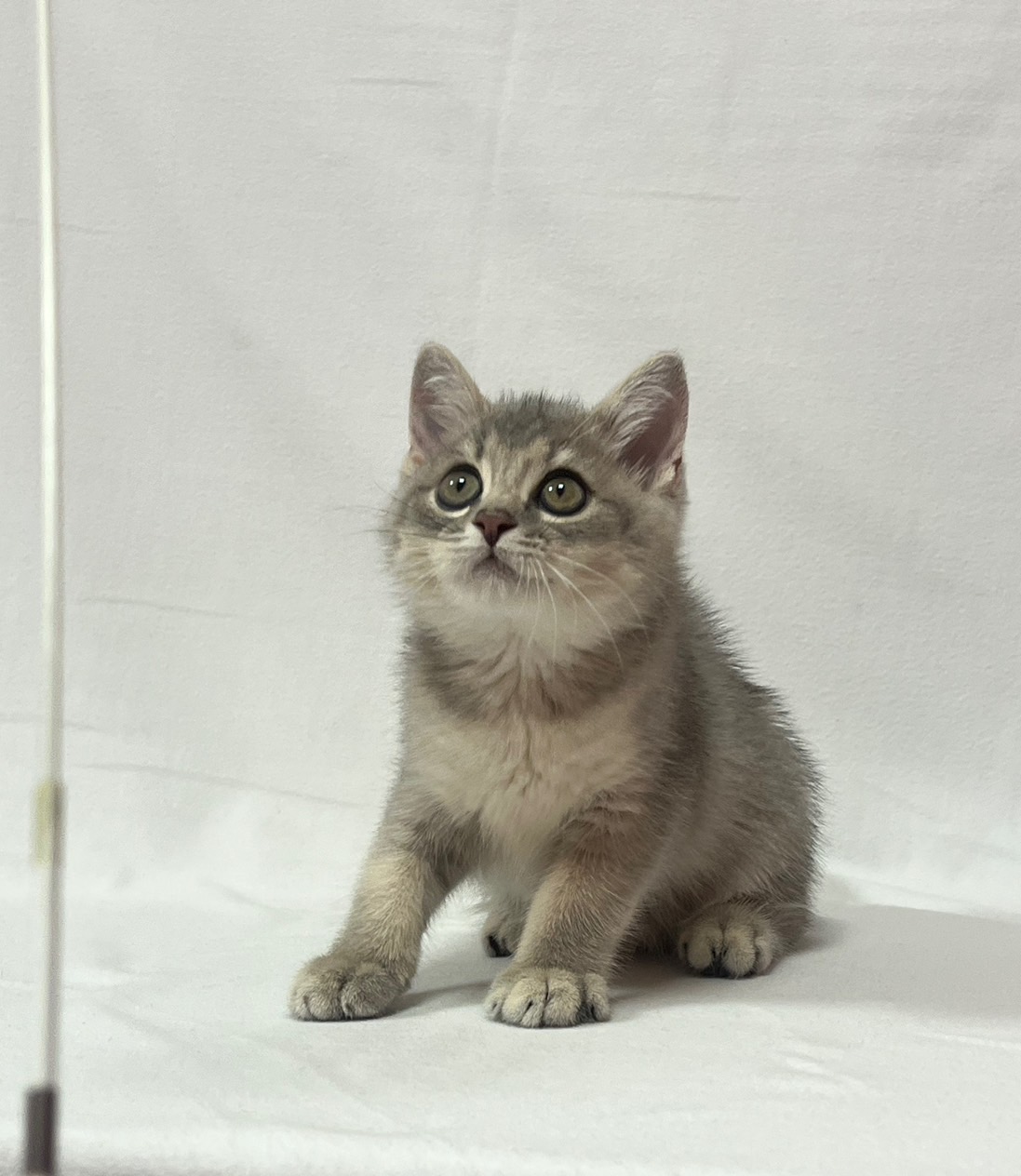 小藤貓舍／藍金漸層英國短毛貓