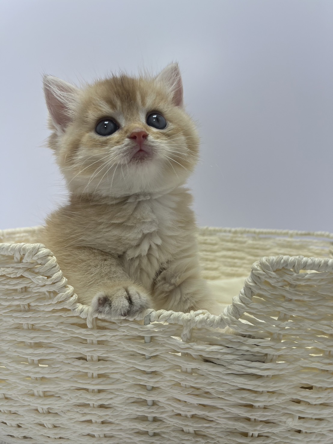 小藤貓舍／金漸層英國短毛貓