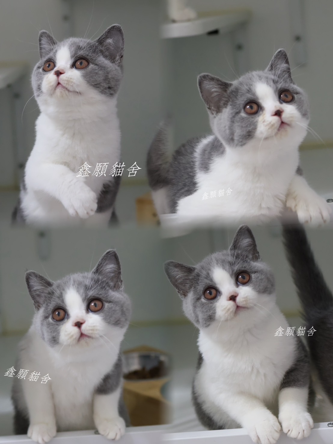 鑫願貓舍／藍白賓士英國短毛貓