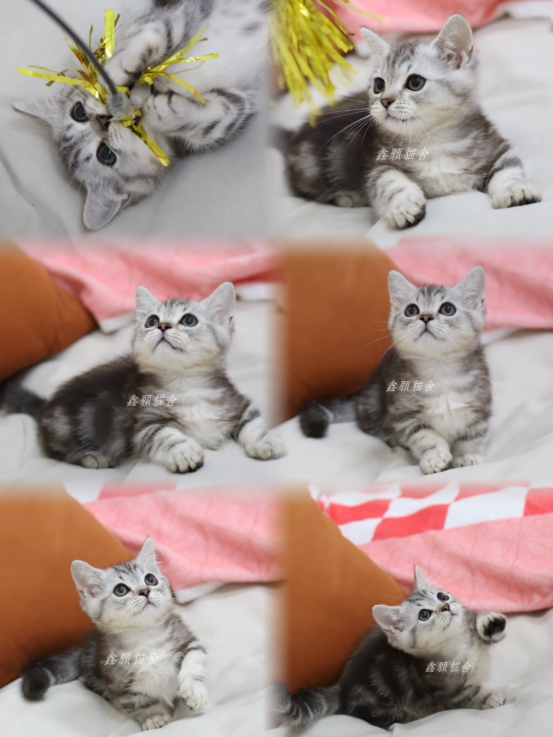 鑫願貓舍／銀黑色曼赤肯