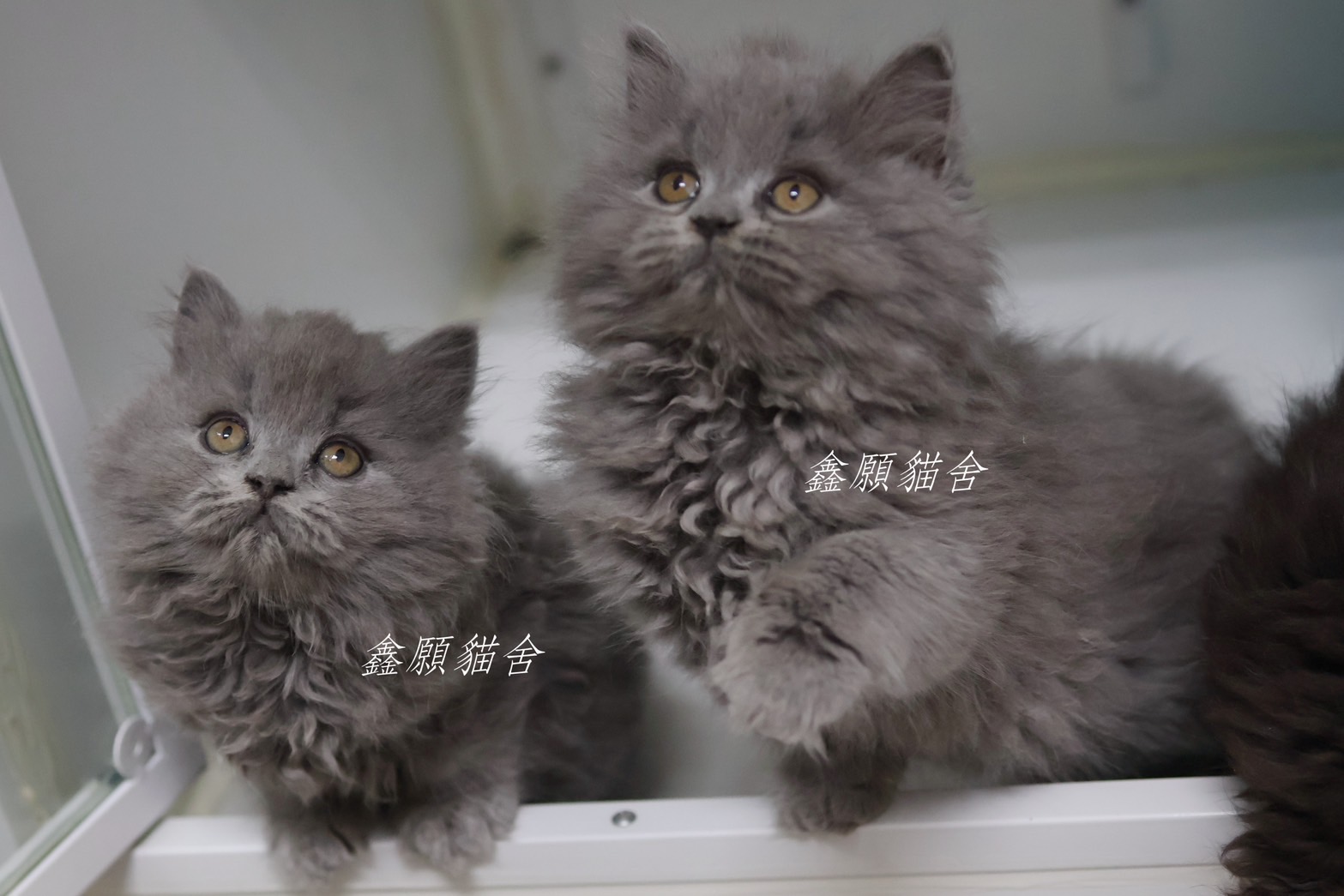 鑫願貓舍／銀漸層英國長毛貓