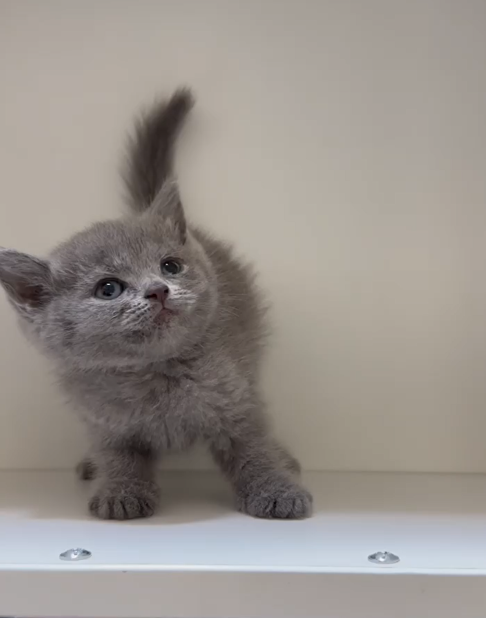 天使貓園／藍色英國短毛貓