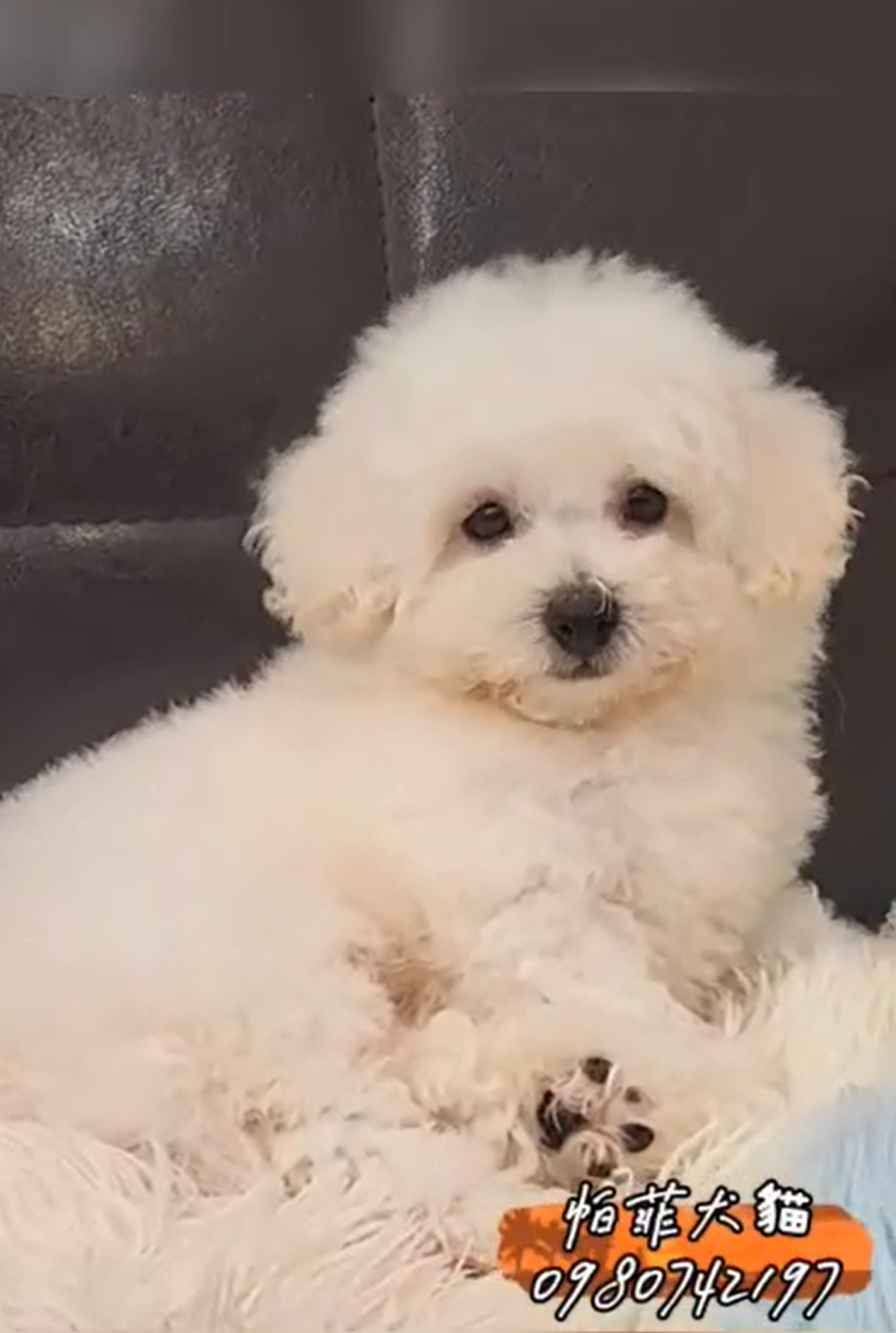 帕菲犬貓園／比熊犬