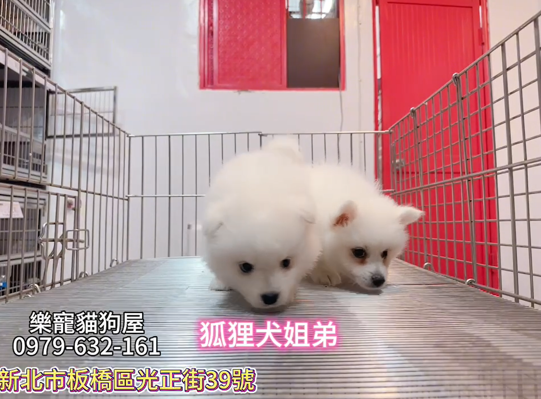 樂寵貓狗屋／狐狸犬