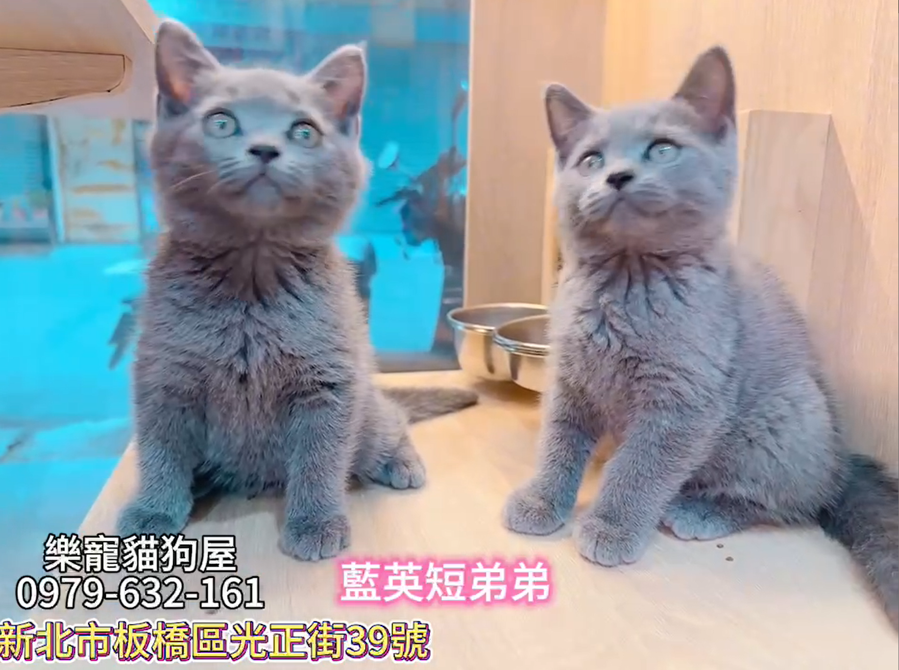 樂寵貓狗屋／藍色英國短毛貓