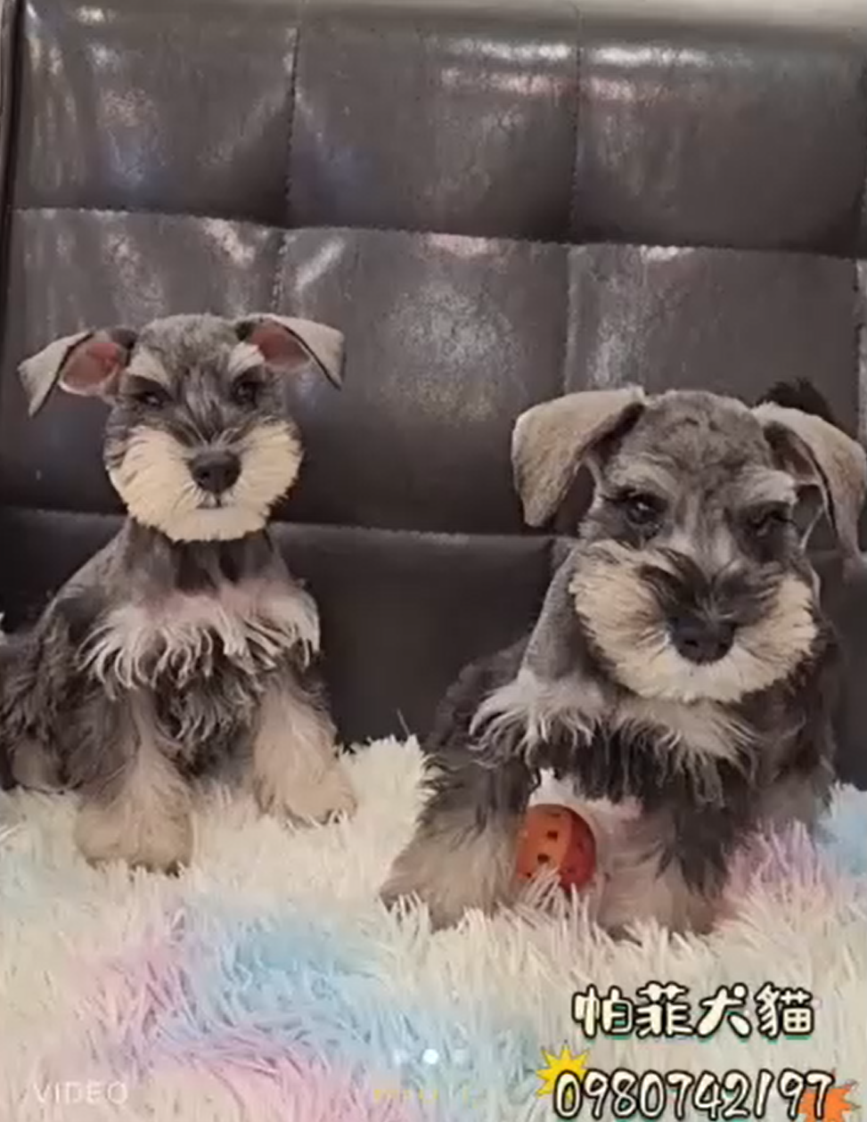 帕菲寵物館／迷你雪納瑞