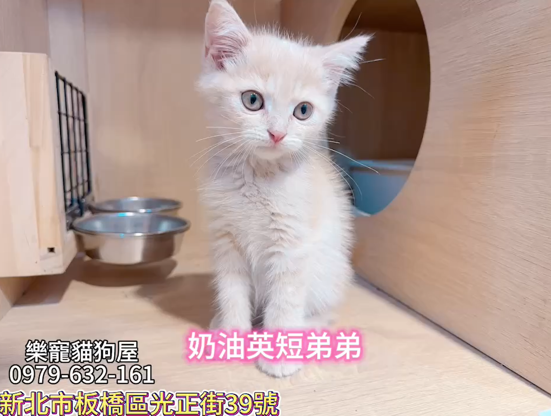 樂寵貓狗屋／奶油色英國短毛貓