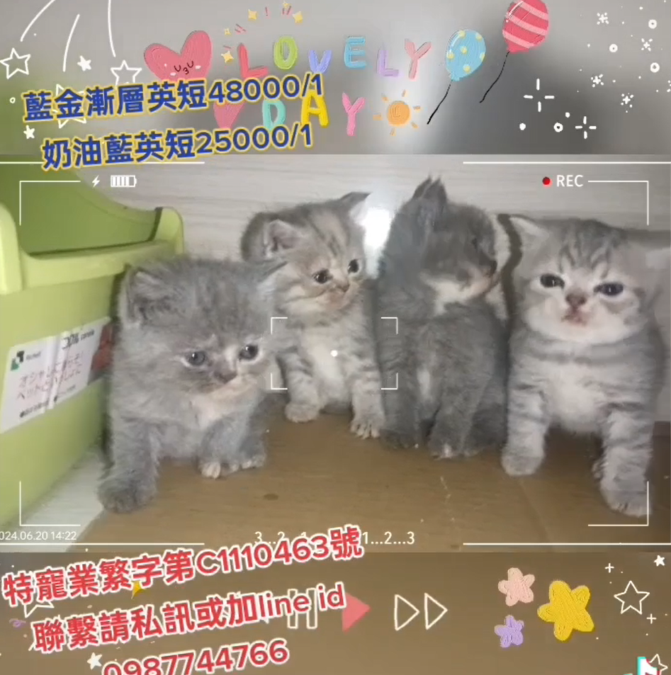 幸福朵貓貓貓舍／各色英國短毛貓