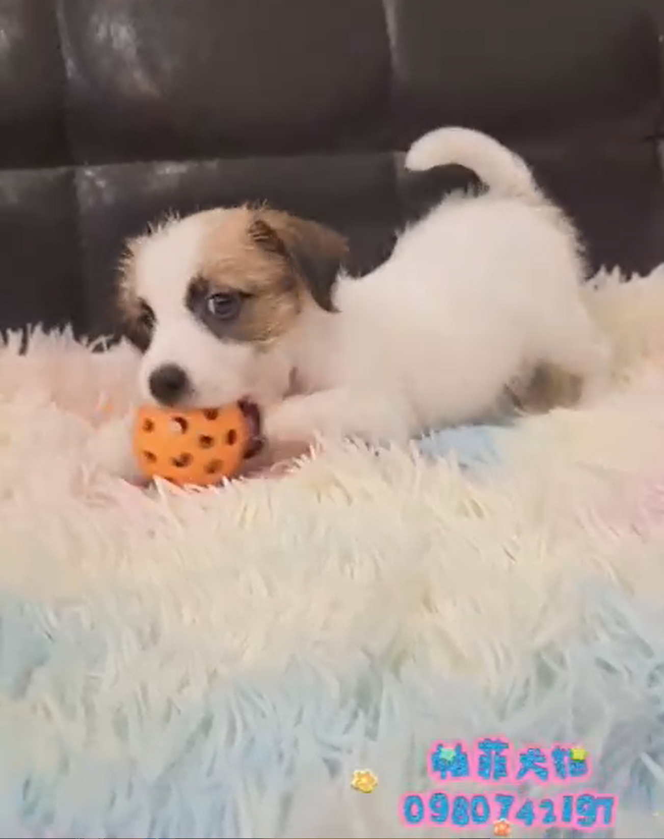 帕菲犬貓園／傑克羅素