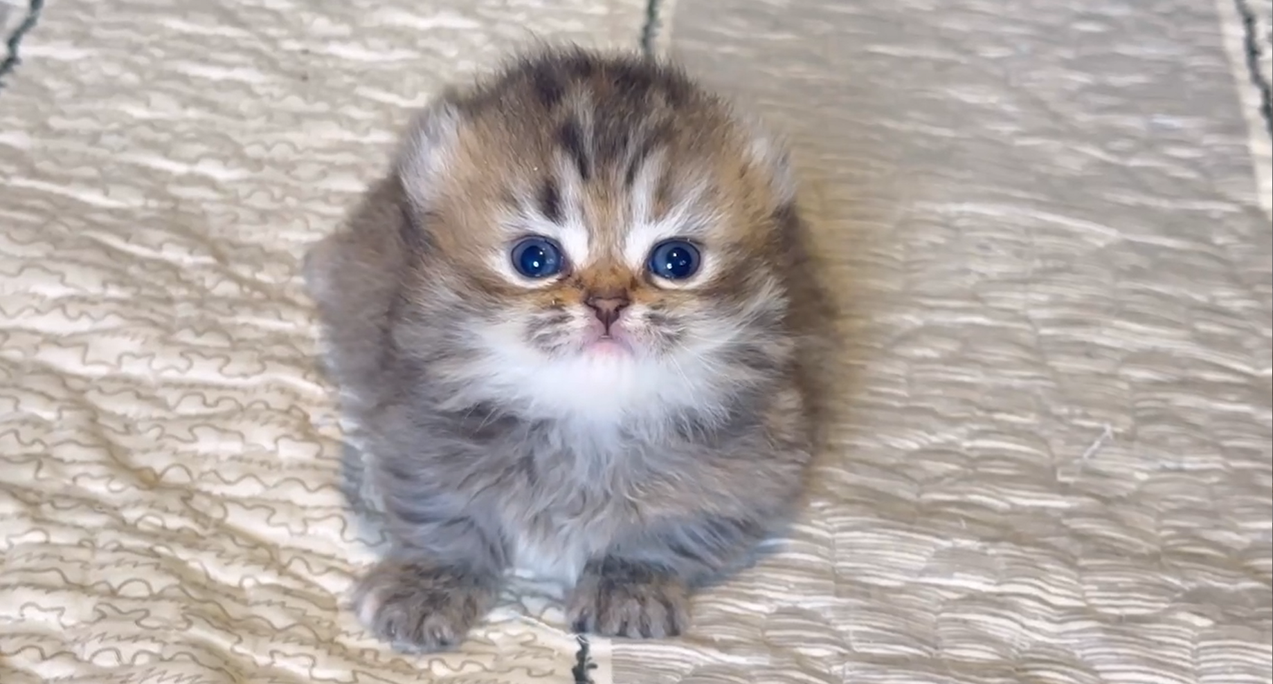 尊爵名皇／黑金色捲耳小步舞曲