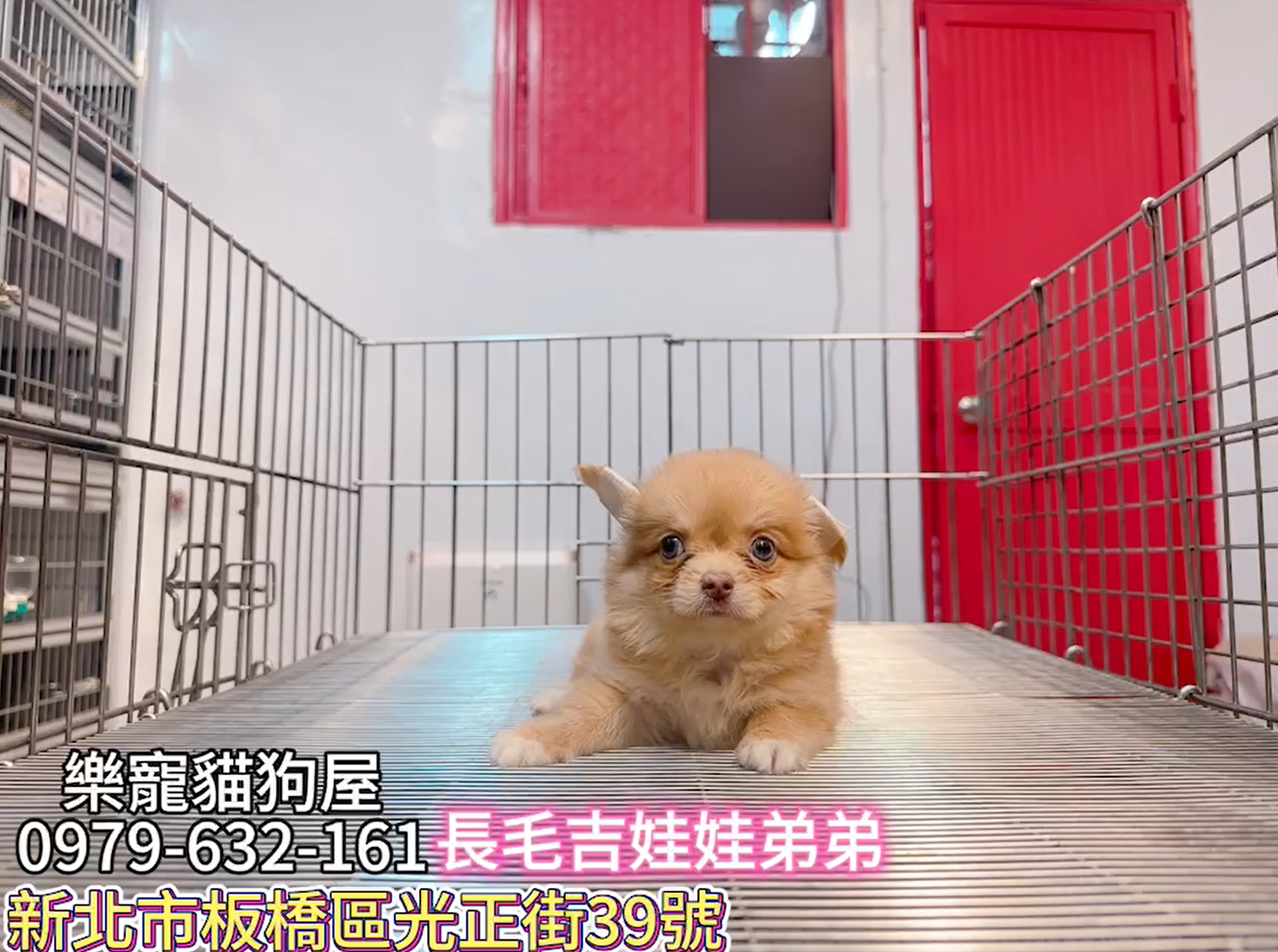 樂寵貓狗屋／長毛吉娃娃