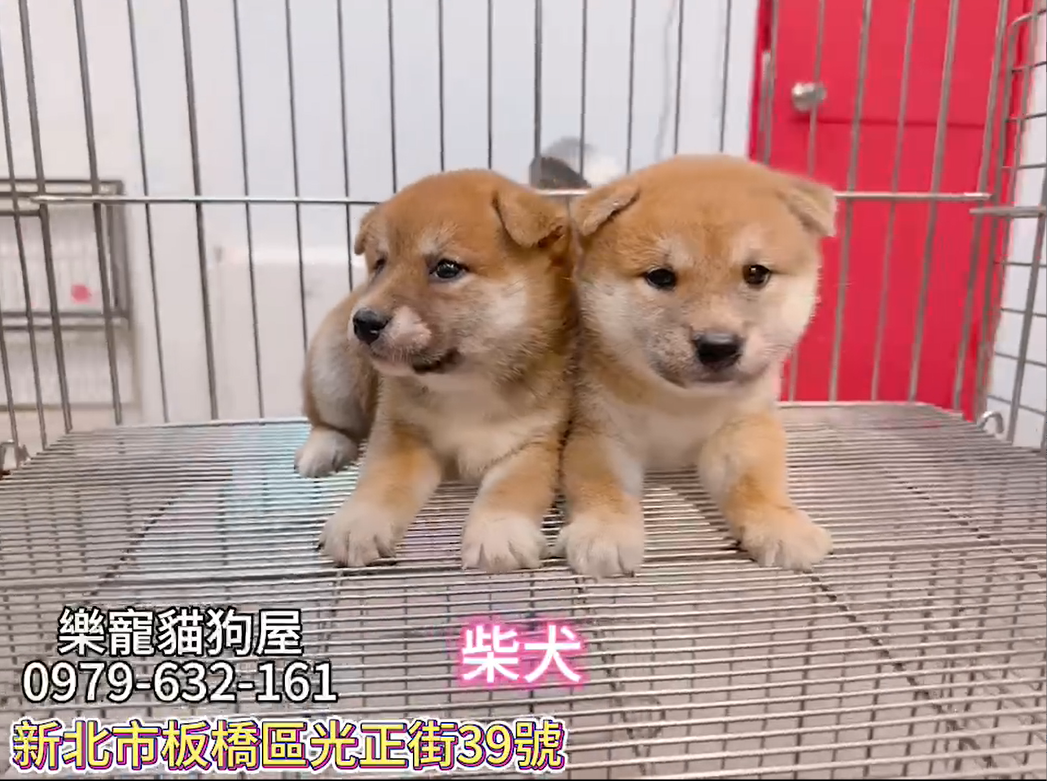 樂寵貓狗屋／赤色柴犬