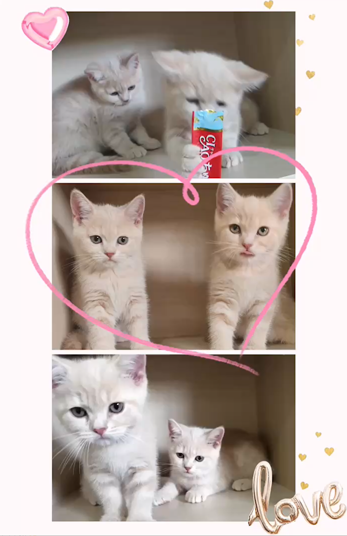 布魯斯貓舍／奶油色英國短毛貓