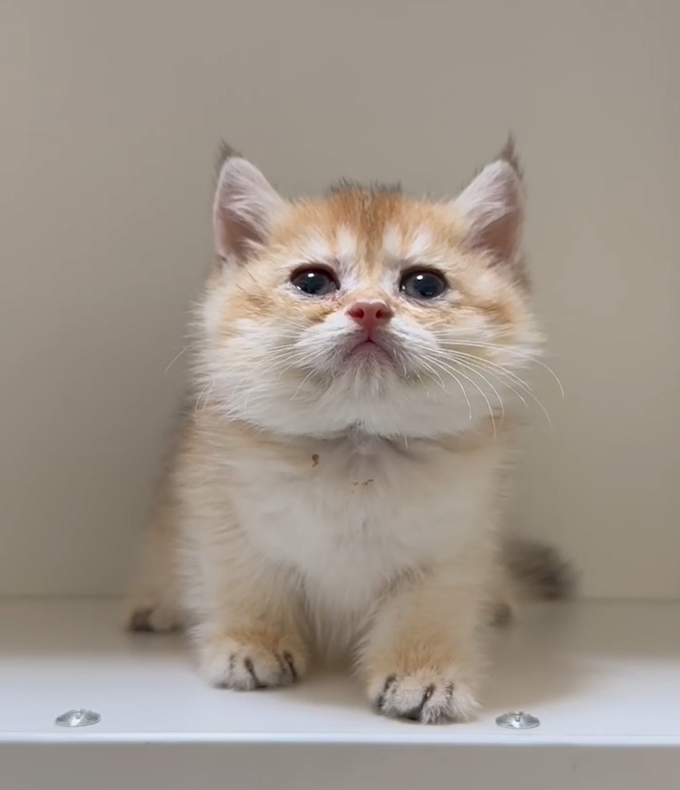 天使貓園／金漸層英國短毛貓