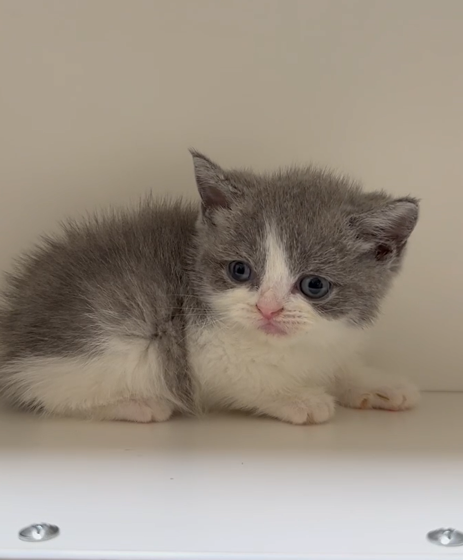 天使貓園／藍白色英國短毛貓